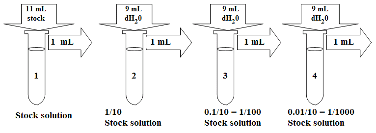 Serial Vs Parallel Dilution