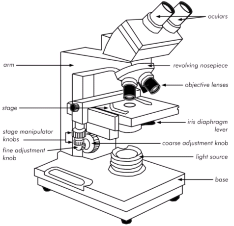What is a Compound Microscope? | Flinn Scientific