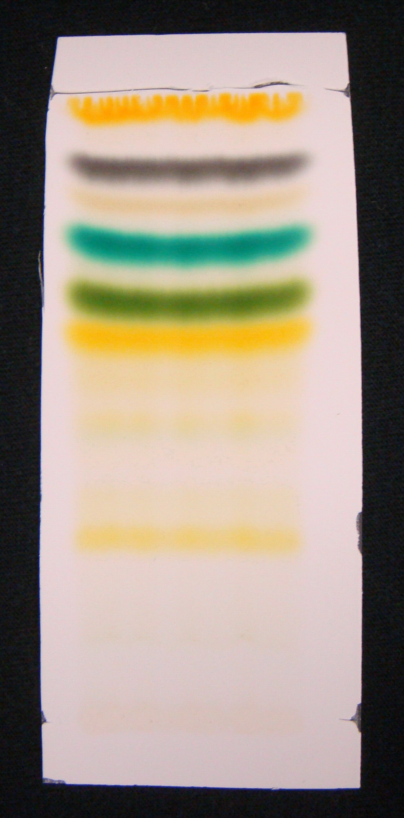 separation-of-plant-pigments-by-paper-chromatography-biology-lab-8